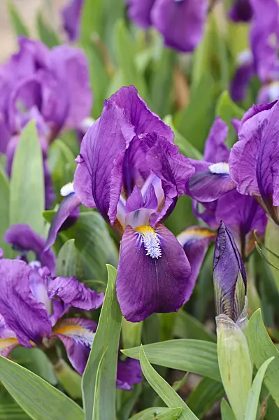 484024 - Dwarf iris (Iris pumila)