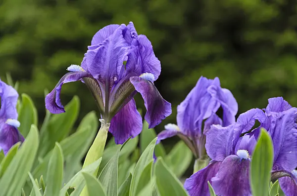 495342 - Dwarf iris (Iris pumila)