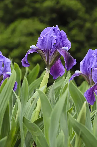 495343 - Dwarf iris (Iris pumila)