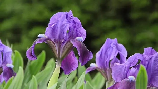 495348 - Dwarf iris (Iris pumila)