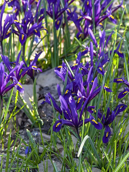 424010 - Dwarf iris (Iris reticulata)