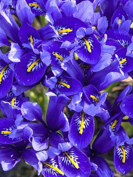 436085 - Dwarf iris (Iris reticulata)