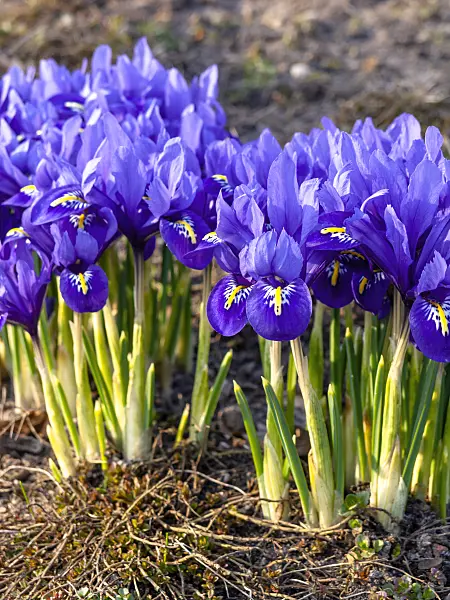 436086 - Dwarf iris (Iris reticulata)