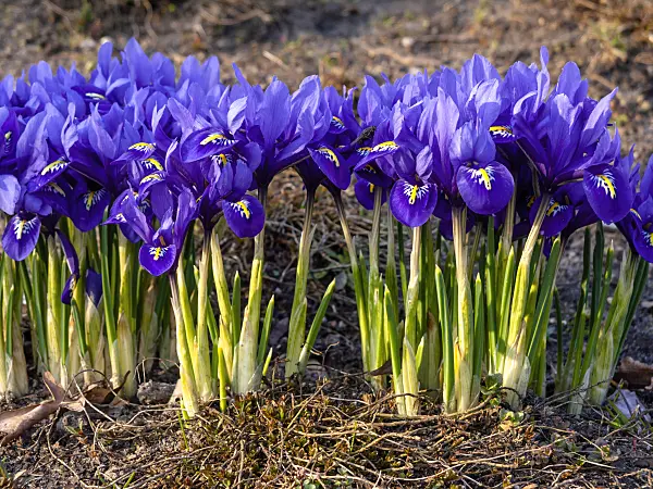 436087 - Dwarf iris (Iris reticulata)