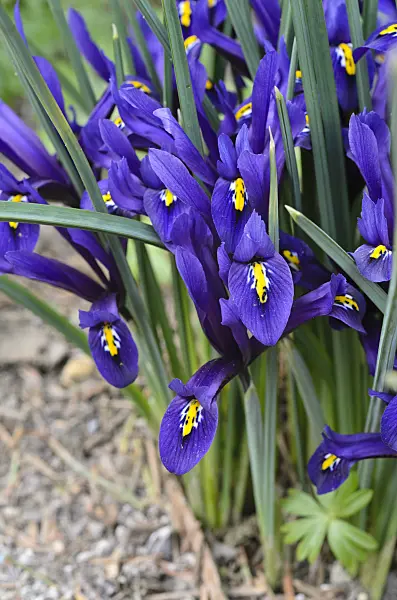 494138 - Dwarf iris (Iris reticulata)