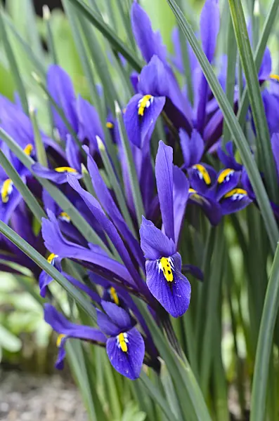 494139 - Dwarf iris (Iris reticulata)