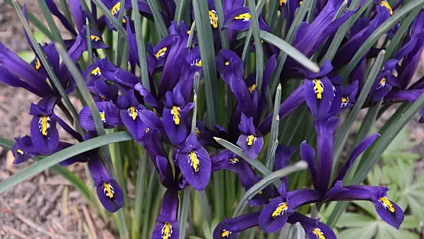 494147 - Dwarf iris (Iris reticulata)
