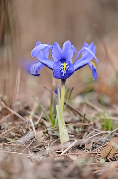 529069 - Dwarf iris (Iris reticulata)
