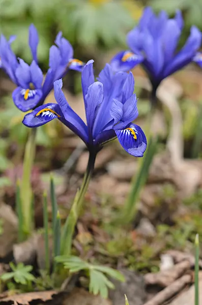 530014 - Dwarf iris (Iris reticulata)