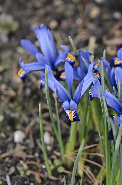 529165 - Dwarf iris (Iris reticulata 'Gordon')