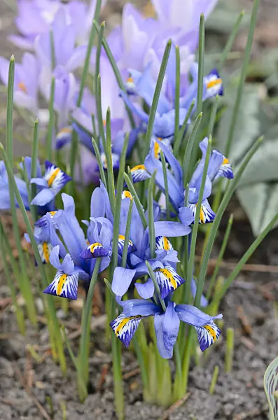 542013 - Dwarf iris (Iris reticulata 'Gordon')