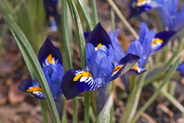 601004 - Dwarf iris (Iris reticulata 'Gordon')
