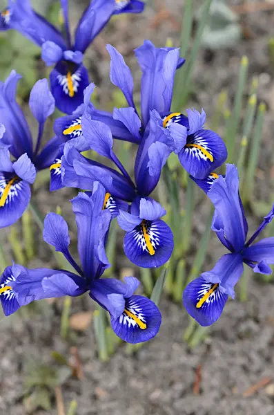 542012 - Dwarf iris (Iris reticulata 'Harmony')