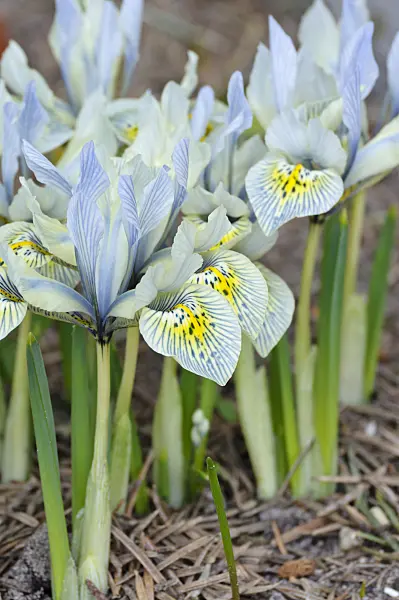 470049 - Dwarf iris (Iris reticulata 'Katharine Hodgkin')