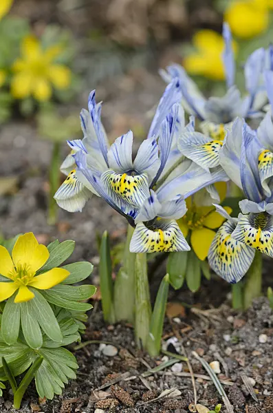 529164 - Dwarf iris (Iris reticulata 'Katharine Hodgkin')