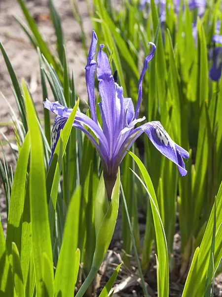 400146 - Dwarf iris (Iris ruthenica)