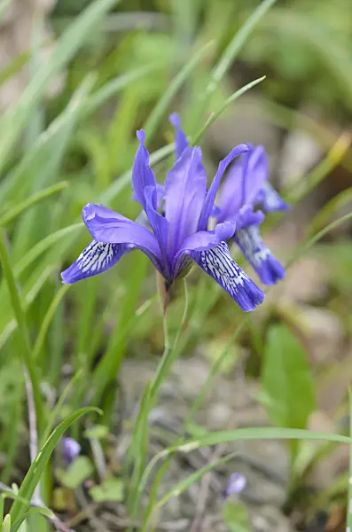 544030 - Dwarf iris (Iris ruthenica)