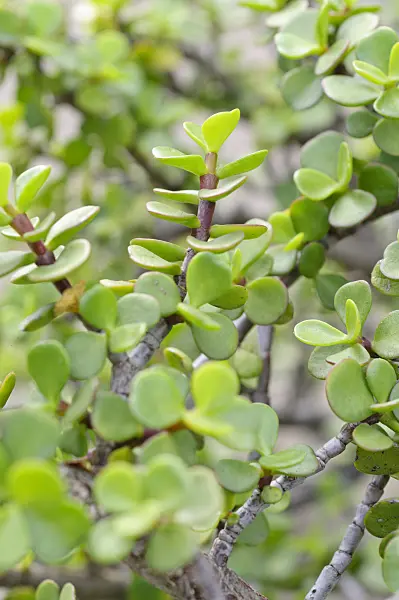 475223 - Dwarf jade plant (Portulacaria afra)