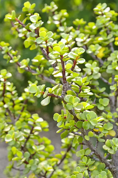 475224 - Dwarf jade plant (Portulacaria afra)