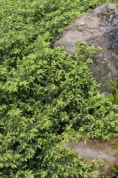 484197 - Dwarf juniper (Juniperus communis subsp. alpina)