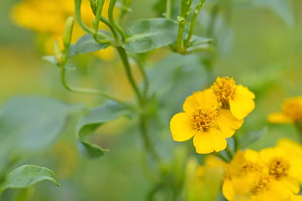 474385 - Dwarf marigold (Tagetes minuta)