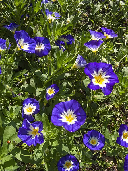 416039 - Dwarf morning glory (Convolvulus tricolor)