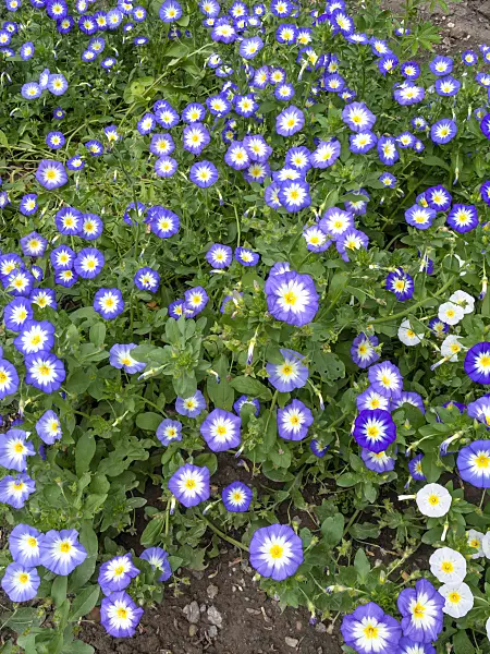 463044 - Dwarf morning glory (Convolvulus tricolor)