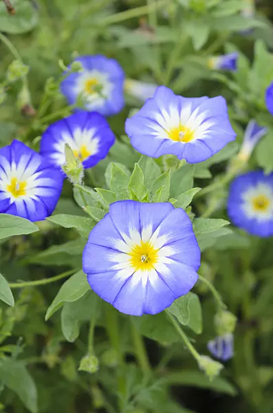 536159 - Dwarf morning glory (Convolvulus tricolor)