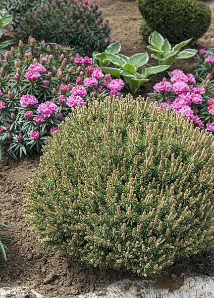 651437 - Dwarf mountain pine (Pinus mugo 'Benjamin')