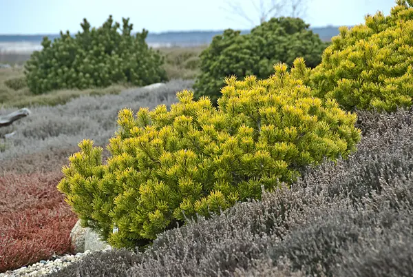 517269 - Dwarf mountain pine (Pinus mugo 'Carsten')