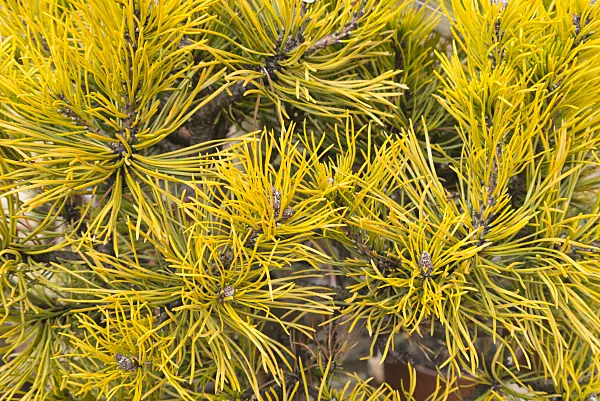 541007 - Dwarf mountain pine (Pinus mugo 'Carstens Wintergold')