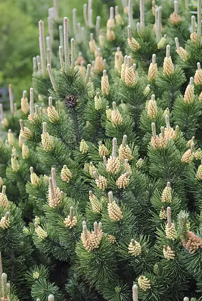 490111 - Dwarf mountain pine (Pinus mugo 'Gnom')