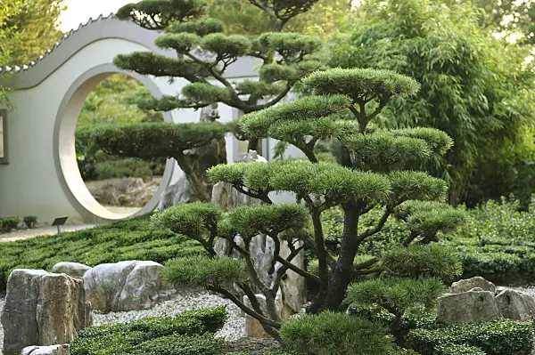 517270 - Dwarf mountain pine (Pinus mugo 'Gnom')