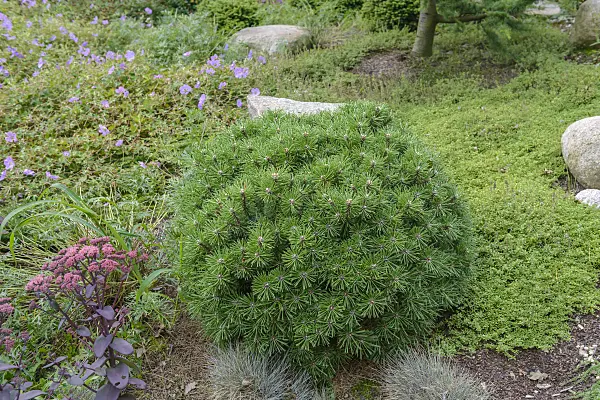 575188 - Dwarf mountain pine (Pinus mugo 'Grüne Welle')
