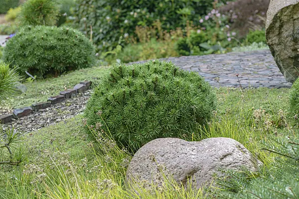 575189 - Dwarf mountain pine (Pinus mugo 'Grüne Welle')