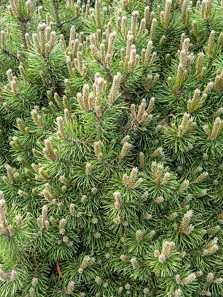 437359 - Dwarf mountain pine (Pinus mugo 'Humpy')