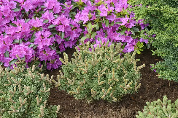 558182 - Dwarf mountain pine (Pinus mugo 'Humpy') and Japanese azalea (Rhododendron x obtusum 'Königstein')