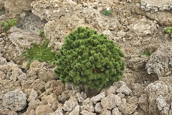 517271 - Dwarf mountain pine (Pinus mugo 'Mini Mops')