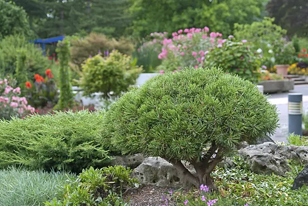 502307 - Dwarf mountain pine (Pinus mugo 'Mops')