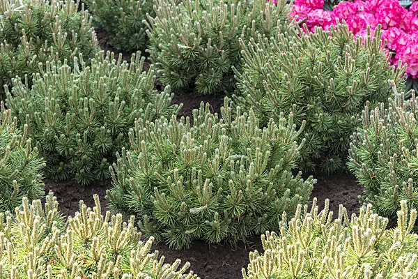 638191 - Dwarf mountain pine (Pinus mugo 'Mops')