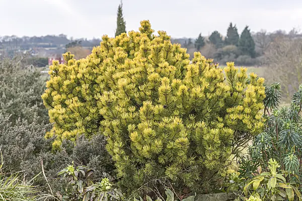 638192 - Dwarf mountain pine (Pinus mugo 'Ophir')