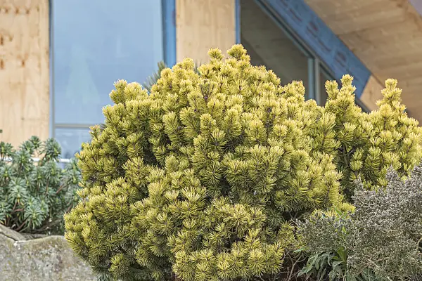 638193 - Dwarf mountain pine (Pinus mugo 'Ophir')