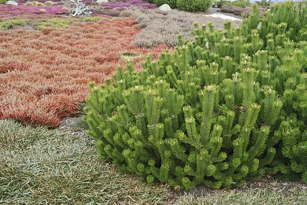517272 - Dwarf mountain pine (Pinus mugo subsp. mugo)
