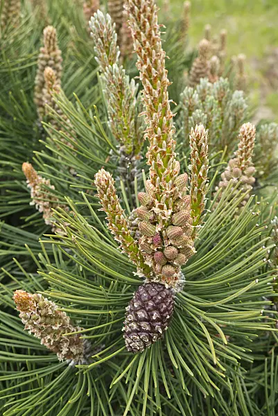 608055 - Dwarf mountain pine (Pinus mugo var. mughus)