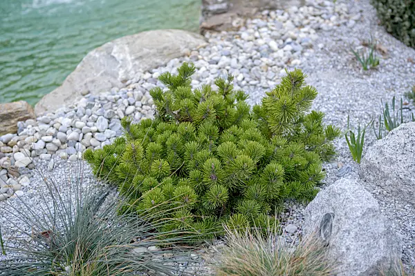 558183 - Dwarf mountain pine (Pinus mugo var. pumilio)