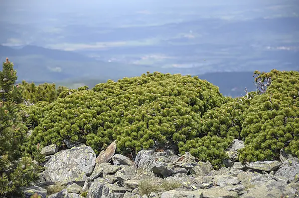 575190 - Dwarf mountain pine (Pinus mugo var. pumilio)