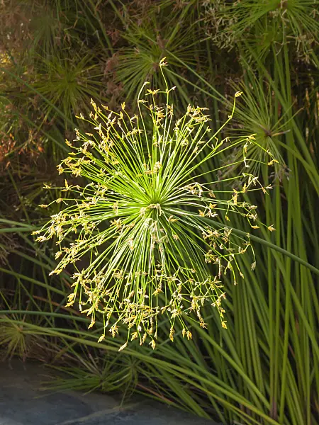 406053 - Dwarf papyrus (Cyperus prolifer)