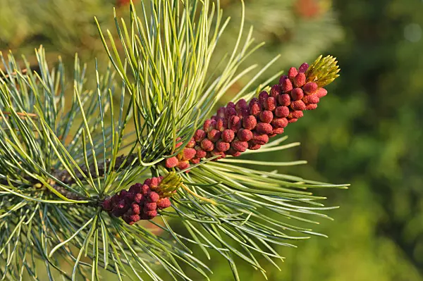 471247 - Dwarf pine (Pinus pumila)