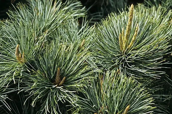 430271 - Dwarf pine (Pinus pumila 'Glauca')