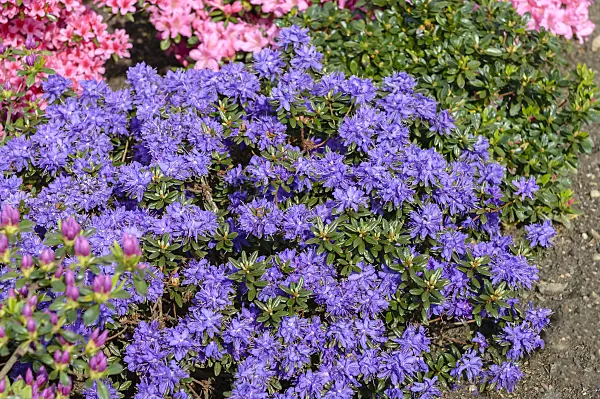 593175 - Dwarf purple rhododendron (Rhododendron impeditum 'Azurika')